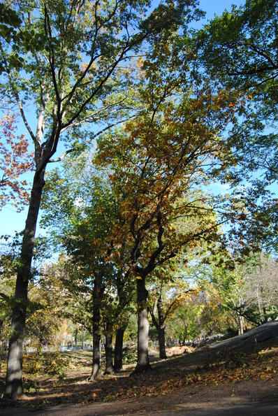 Central Park.