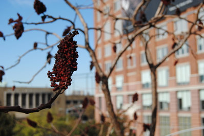 Blomster på High Line.