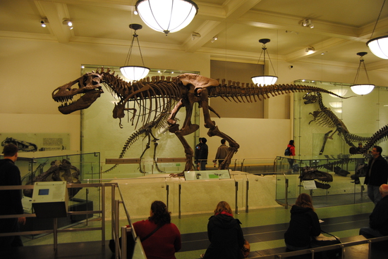 Tyrannosaurus rex-fossil på American Museum of Natural History, med Johanna på bänken nedanför.